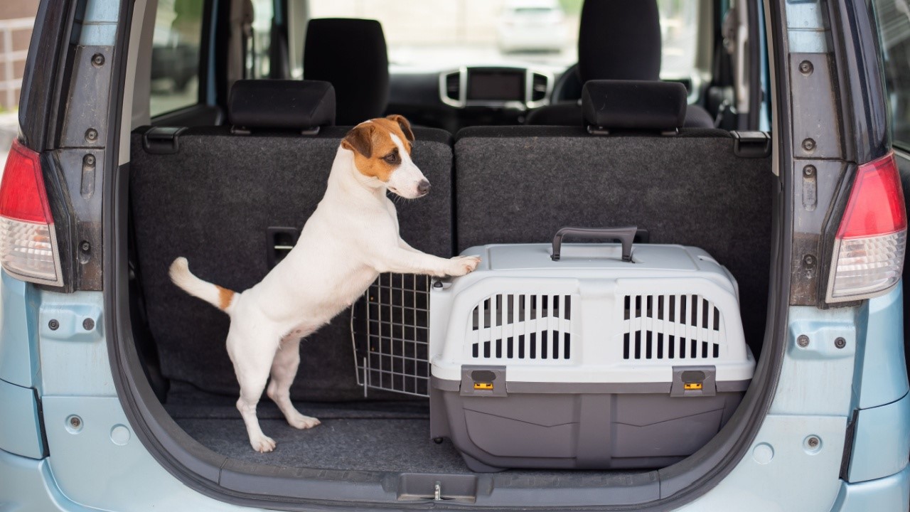 dog and pet carrier in back of suv