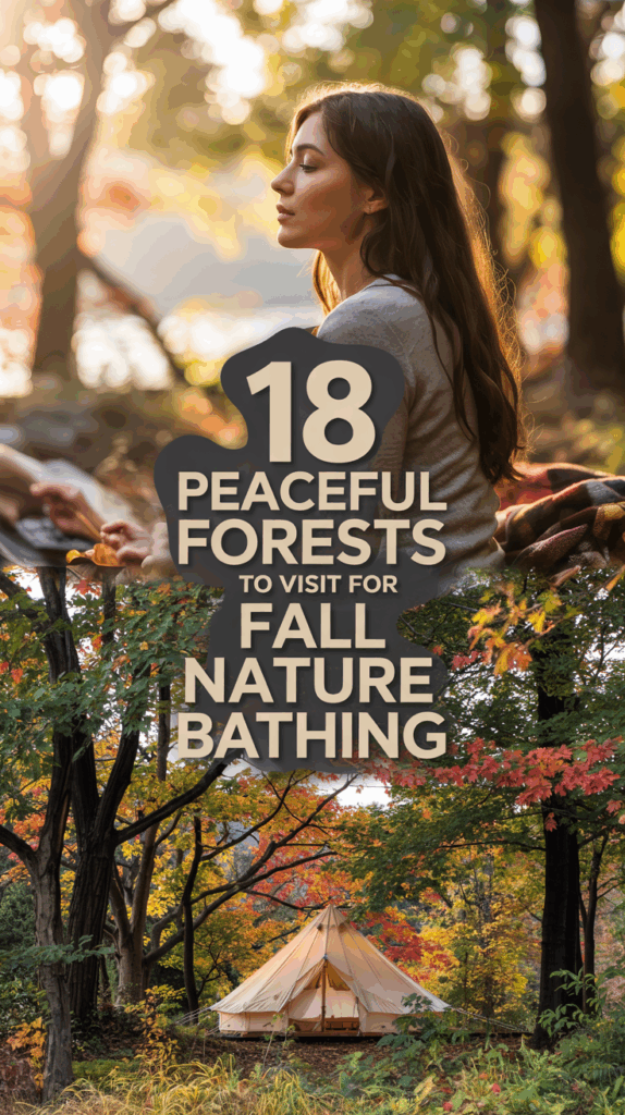 Nature Bathing This Fall: 18 Best Forests for a Peaceful Reset
